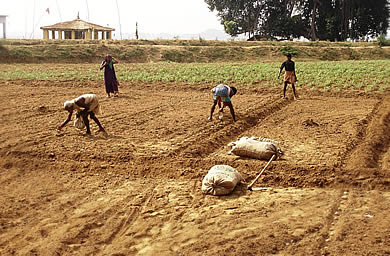 زرعی اراضی کے تنازعہ پرگیارہ افراد نے ٹریکٹر چلاکر زمیندار کی دھان کی فصل تباہ کردی