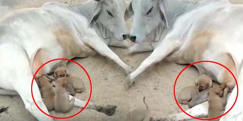 گائے کتے کے بچوں کو دودھ پلاتے ہوئے، انوکھی ویڈیو وائرل