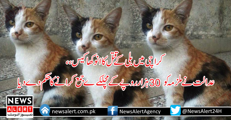 کراچی میں بلی کے قتل کا انوکھا کیس،،