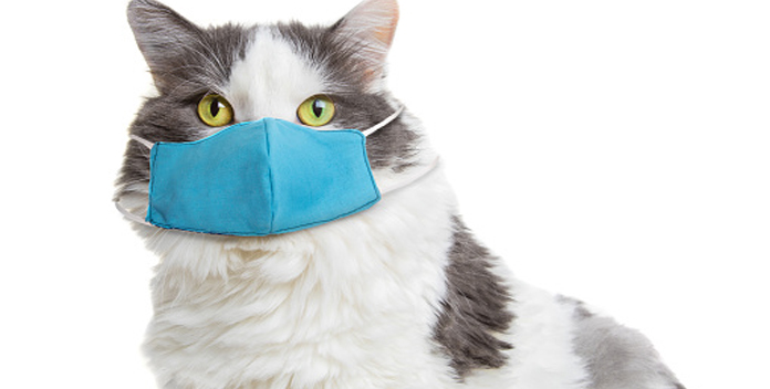 بلی سے انسانوں  میں کرونا وائرس منتقل ہونا ثابت ہو گیا