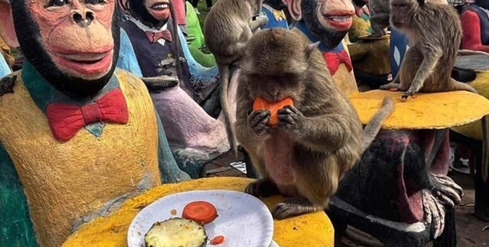 تھائی لینڈ میں بندروں کی گیٹ ٹو گیدر