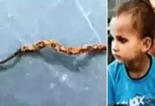 3 سالہ بچے کے کاٹنے سے سانپ مر گیا