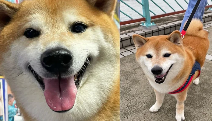 جاپانی کتا