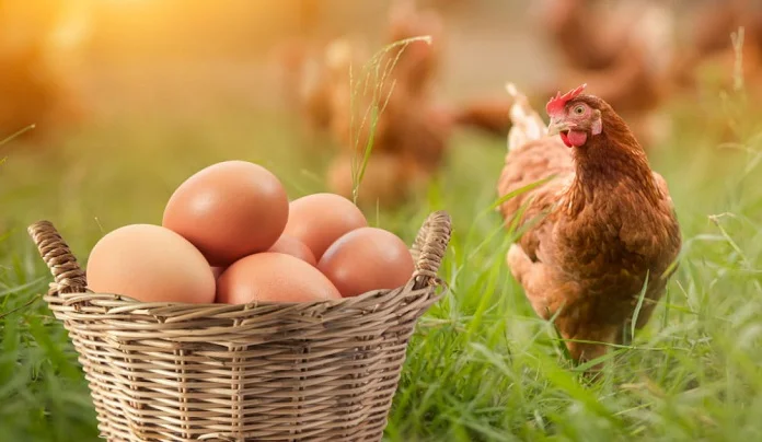 ملک بھر میں انڈوں کی قیمت میں ہوشربا اضافہ جار ی