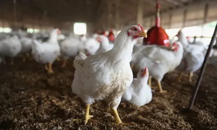 ملک بھر میں مرغی کے گوشت کی قیمت میں کمی