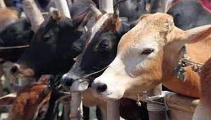  خیرپور: کرنٹ لگنے سے 15 مویشی ہلاک