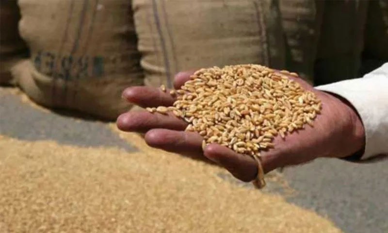 وفاقی حکومت کا گندم کی خریداری کا ہدف بڑھانے کی ہدایت