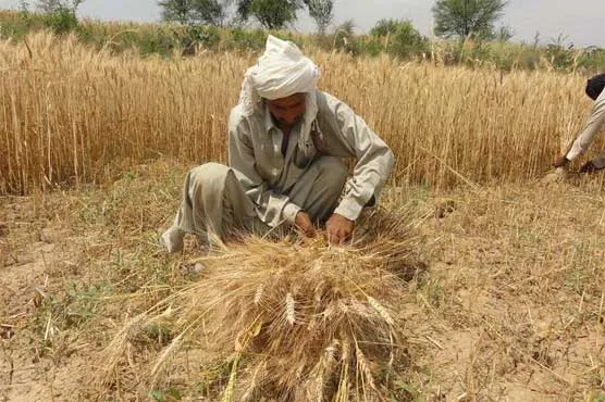 گندم کے نرخوں میں کمی اور باردانے کی غیر منصفانہ تقسیم، کاشتکار رل گئے