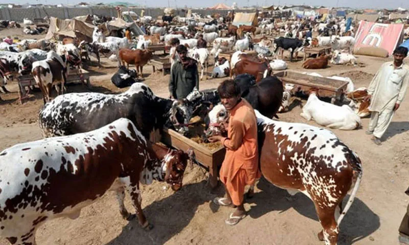 اسلام آباد میں 6 مویشی منڈیاں لگانے کا فیصلہ